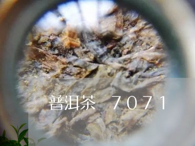 普洱茶 7071/2023031749685